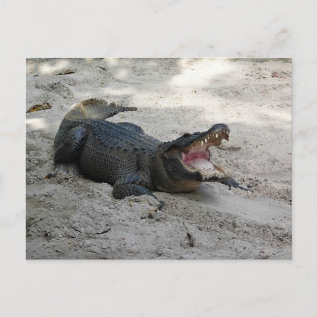 Carte Postale Alligator, Fort Lauderdale, Floride (Devant)