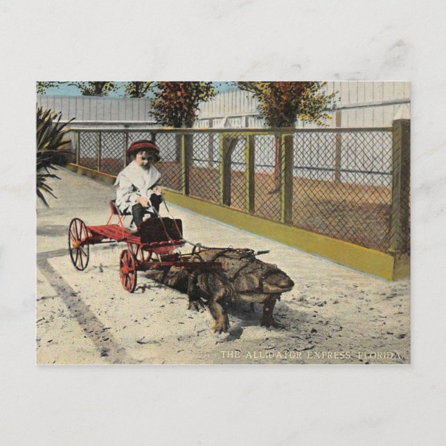 Carte postale Alligator Go-Cart (Devant)