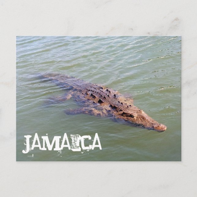 Carte Postale Alligator jamaïcain (Devant)