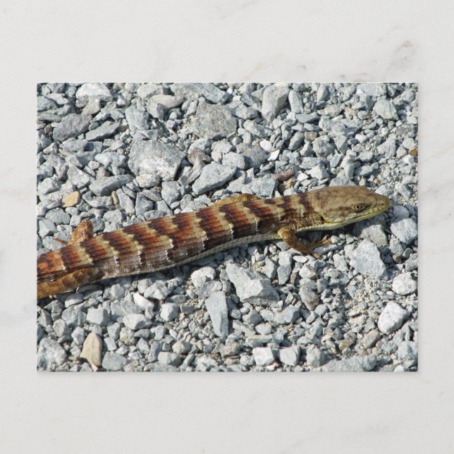 Carte postale Alligator Lizard (Devant)