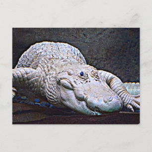 Carte Postale Alligator Louisiana White
