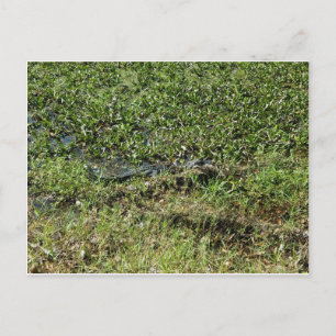 Carte Postale Alligator marais de Louisiane à Jean Lafitte