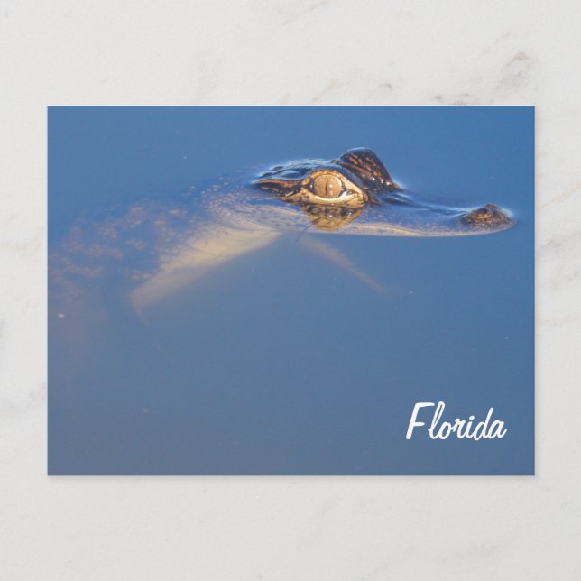 Carte postale Alligator pour bébé (Devant)