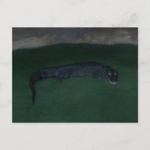 Carte Postale Alligator ~ Qu'y a-t-il dans l'obscurité ?