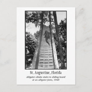 Carte Postale Alligator rétro St Augustine