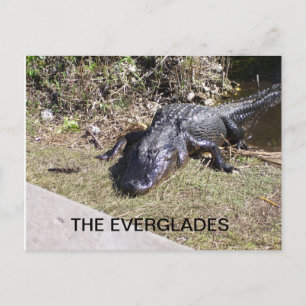 Carte Postale Alligator se reposant sous le soleil des Everglade