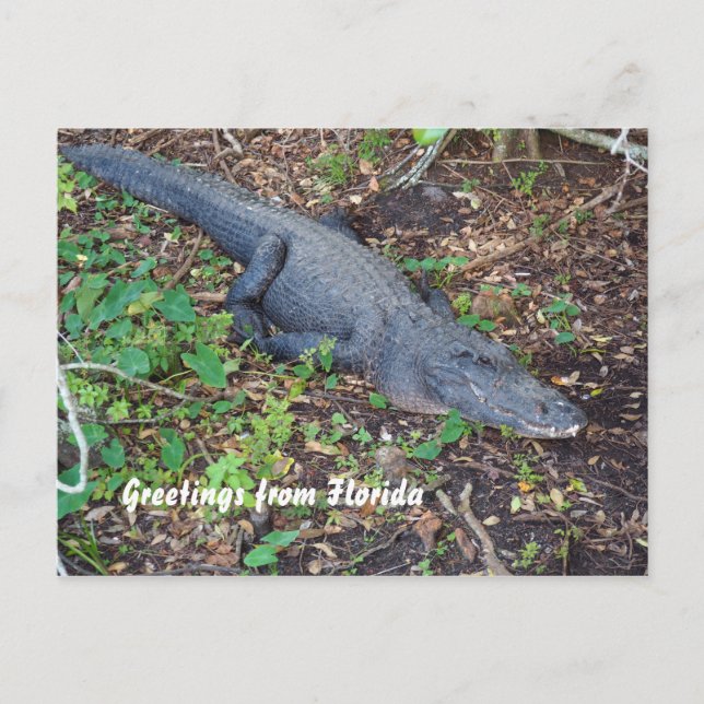 Carte Postale alligator terrestre (Devant)