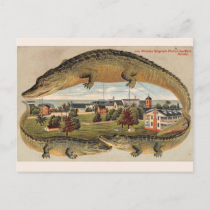 Carte postale Alligator vintage Key West