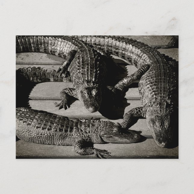 Carte Postale Alligators (Devant)