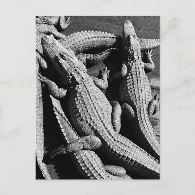 Carte Postale Alligators  (Devant)