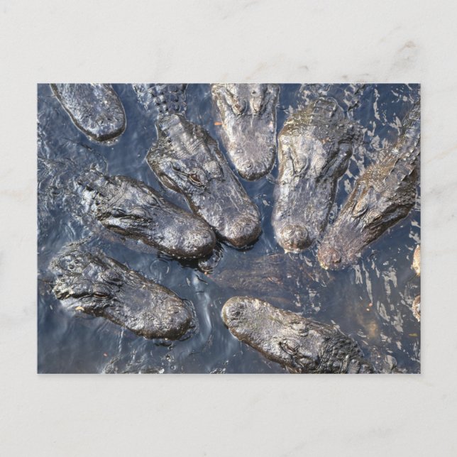 Carte Postale Alligators #5 (Devant)