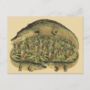 Carte Postale Alligators, ananas,