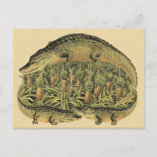 Carte Postale Alligators, ananas,