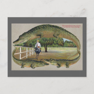 Carte Postale Alligators et ferme d'autruches en Floride