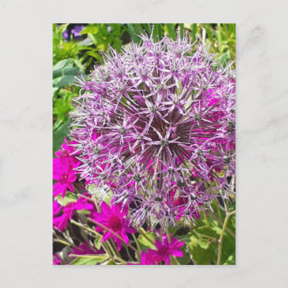 Carte postale Allium & Fleurs d'été