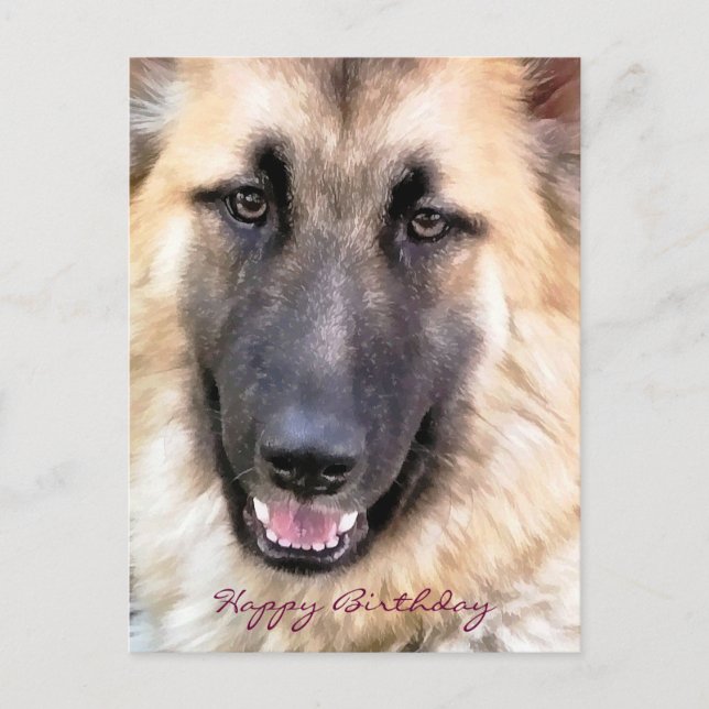 CARTE POSTALE ALMAN SHEPHERD (Devant)