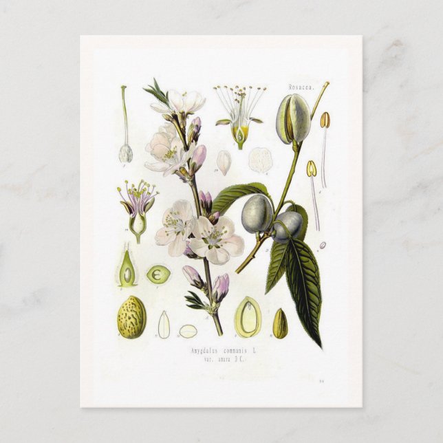 Carte Postale Almond (Devant)