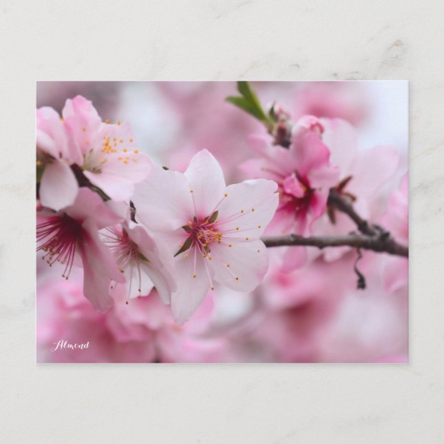 Carte Postale Almond [Postcard] (Devant)