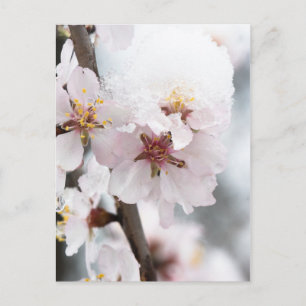 Carte Postale Almond tree flowers covered by snow