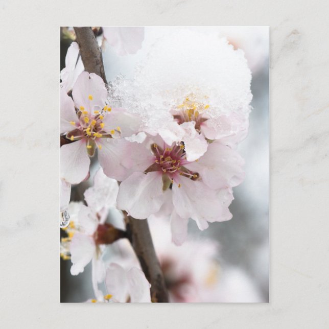 Carte Postale Almond tree flowers covered by snow (Devant)