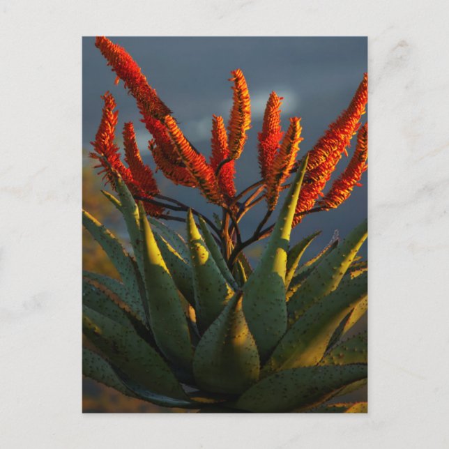 Carte Postale Aloe de montagne (Aloe Marlothii Berger) (Devant)