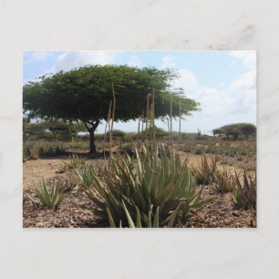 Carte Postale Aloe factory aruba