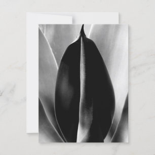 Carte Postale Aloe - Photographie de Macro Art en noir et blanc