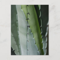 Aloe - Photographie de Macro Fine Art