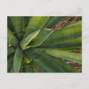 Carte Postale Aloe Vera
