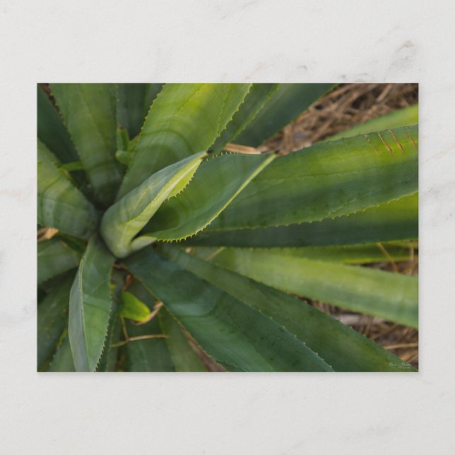 Carte Postale Aloe Vera (Devant)