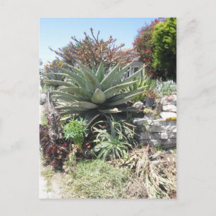 Carte postale Aloe Vera Cactus