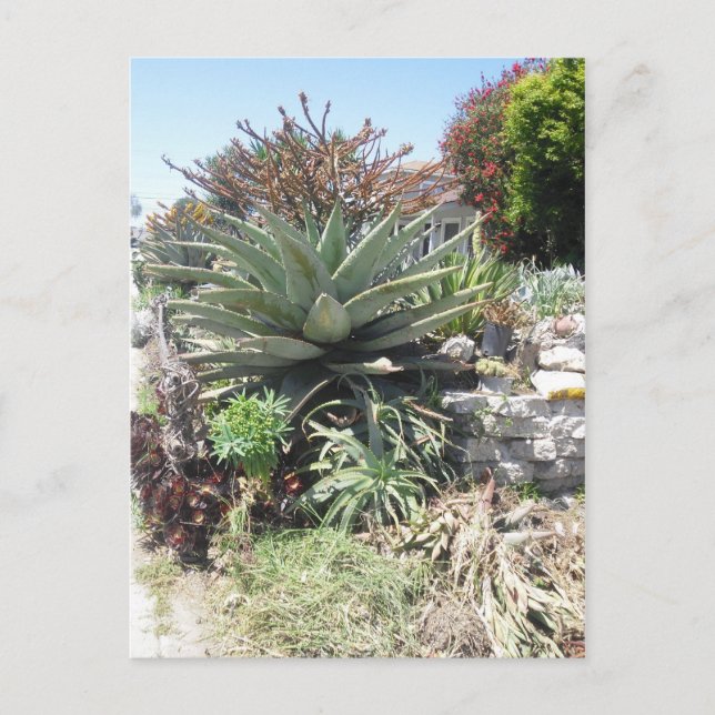 Carte postale Aloe Vera Cactus (Devant)