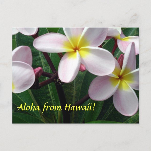 Carte postale "Aloha de Hawaii" (Devant)