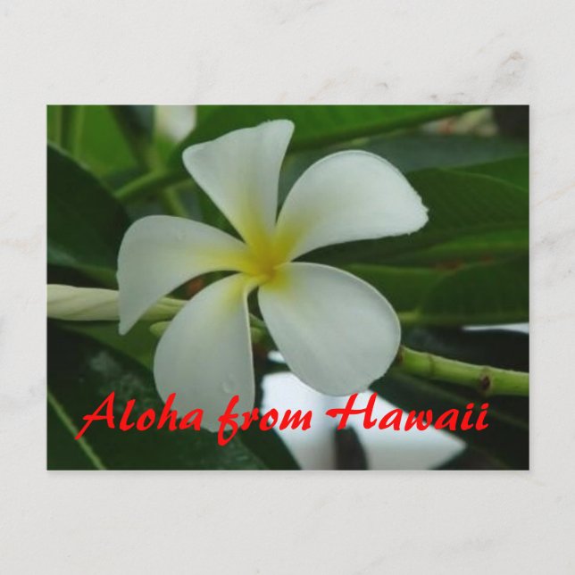 Carte Postale Aloha d'Hawaii (Devant)