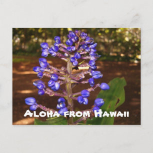 Carte Postale Aloha d'Hawaii
