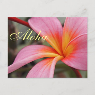 Carte Postale Aloha Fleurs de frangipanier hawaïennes Plumerias