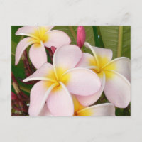 Aloha Frangipani Hawaii Blossoms Plumerias
