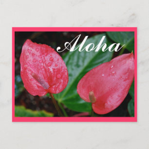 Carte Postale Aloha Hawaii Anthurium