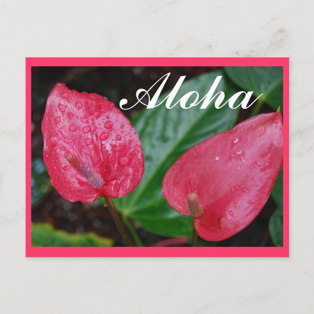 Carte Postale Aloha Hawaii Anthurium (Devant)