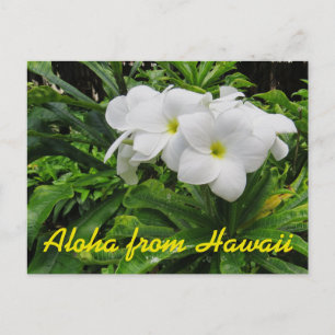 Carte Postale Aloha Hawaii Plumeria blanche Fleur tropicale