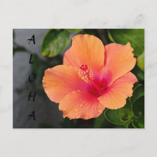 Carte postale ALOHA Hibiscus