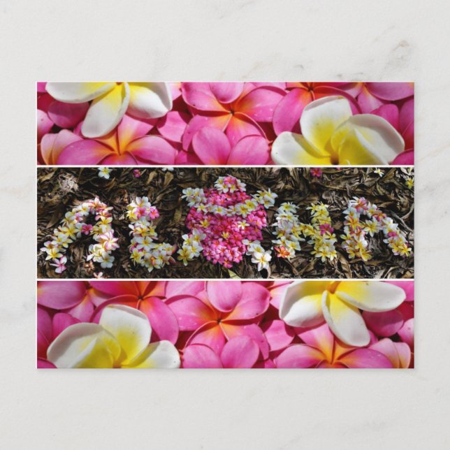 Carte Postale Aloha Honu Turtle Hawaii Plumeria Flower Paradise (Devant)
