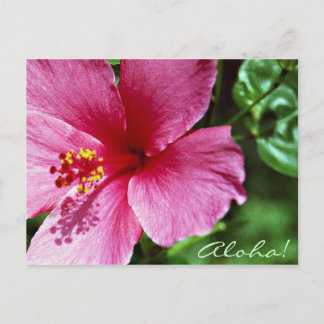 Carte Postale Aloha ! Ketmie rose