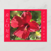 Aloha Rouge Hawaïen Hibiscus Fleur