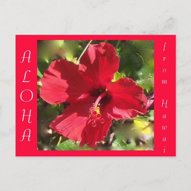 Carte Postale Aloha Rouge Hawaïen Hibiscus Fleur (Devant)