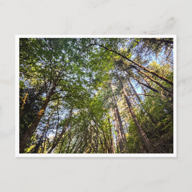 Carte Postale Along the trail (Devant)