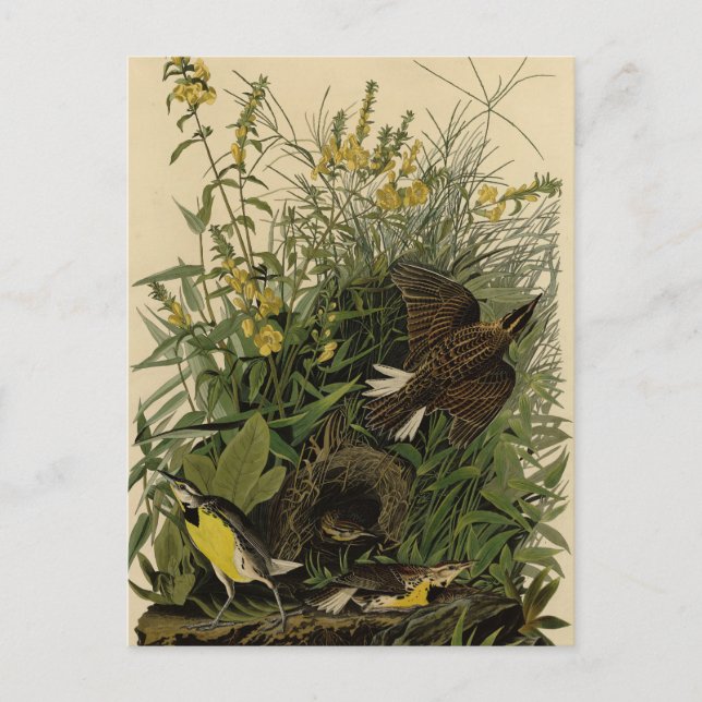 Carte Postale Alouette des prés d'après Les Oiseaux d'Amérique d (Devant)