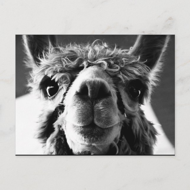 Carte Postale Alpaca (Devant)