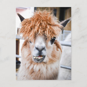 Carte Postale Alpaca