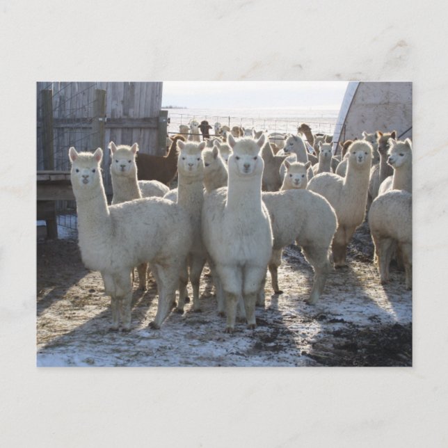 Carte postale Alpaca (Devant)